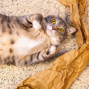 Smokey (Bonded with Bandit)