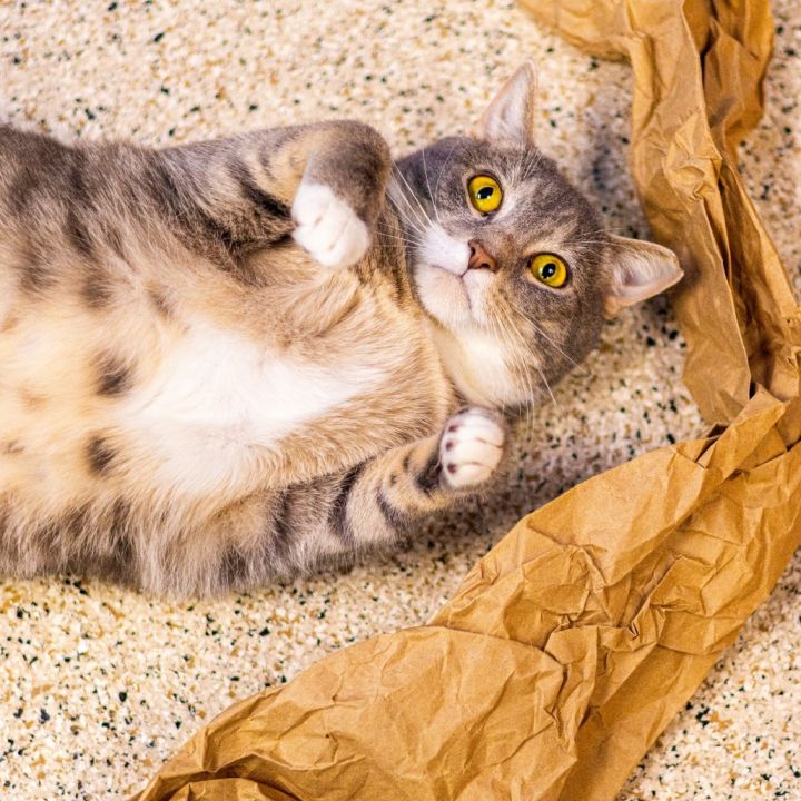 Smokey (Bonded with Bandit) 1