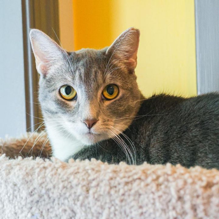 Smokey (Bonded with Bandit) 3
