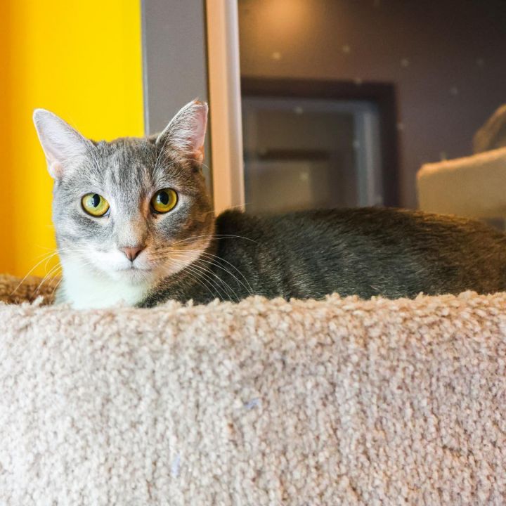 Smokey (Bonded with Bandit) 4