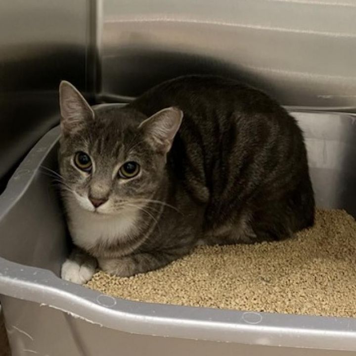 Smokey (Bonded with Bandit) 5