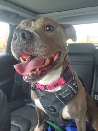 Dani (in foster)