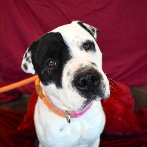 Moo-ella, an adoptable Shar-Pei, Pit Bull Terrier in Rifle, CO, 81650 | Photo Image 1