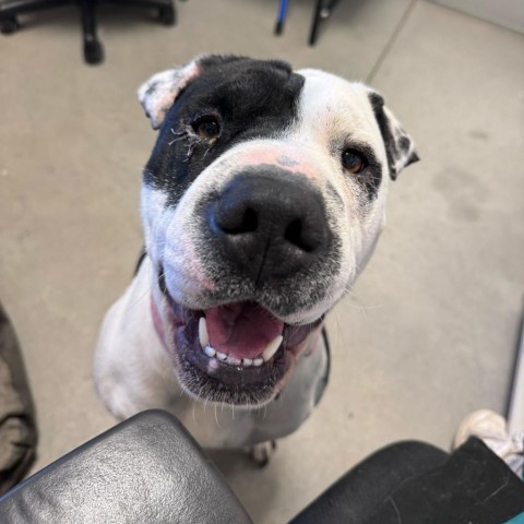 Moo-ella, an adoptable Shar-Pei, Pit Bull Terrier in Rifle, CO, 81650 | Photo Image 4