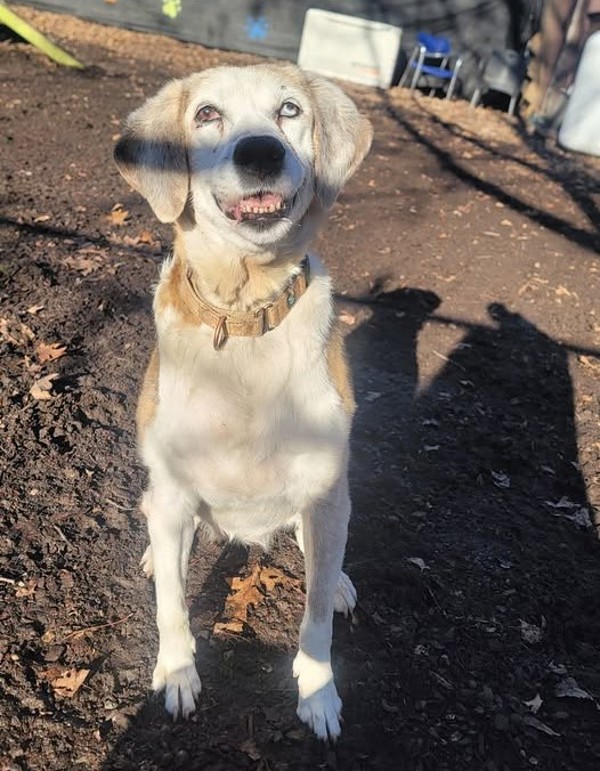 Ziva