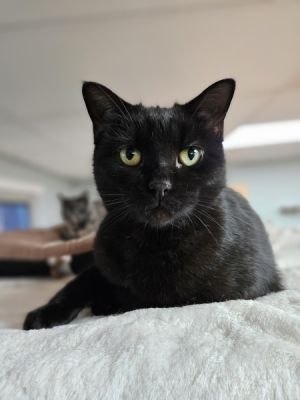 Mystique, Adult Female Domestic Short Hair