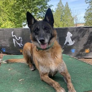 Skye, Senior Female Belgian Shepherd / Malinois