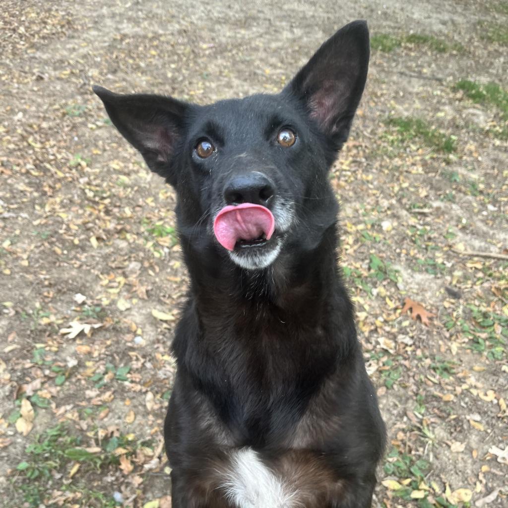 Howard, an adoptable Black Labrador Retriever, Schipperke in Kansas City, KS, 66104 | Photo Image 1