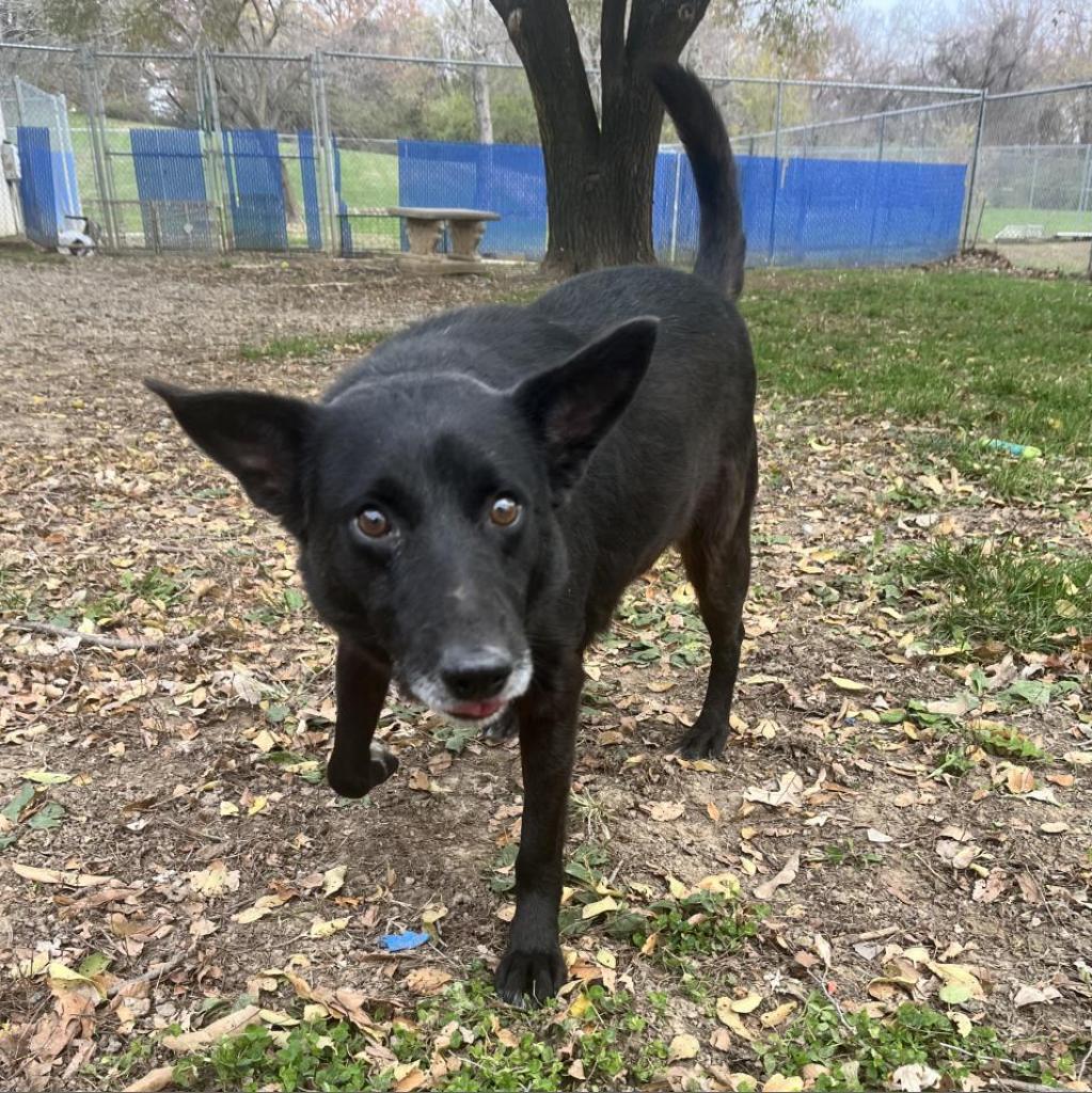 Howard, an adoptable Black Labrador Retriever, Schipperke in Kansas City, KS, 66104 | Photo Image 2