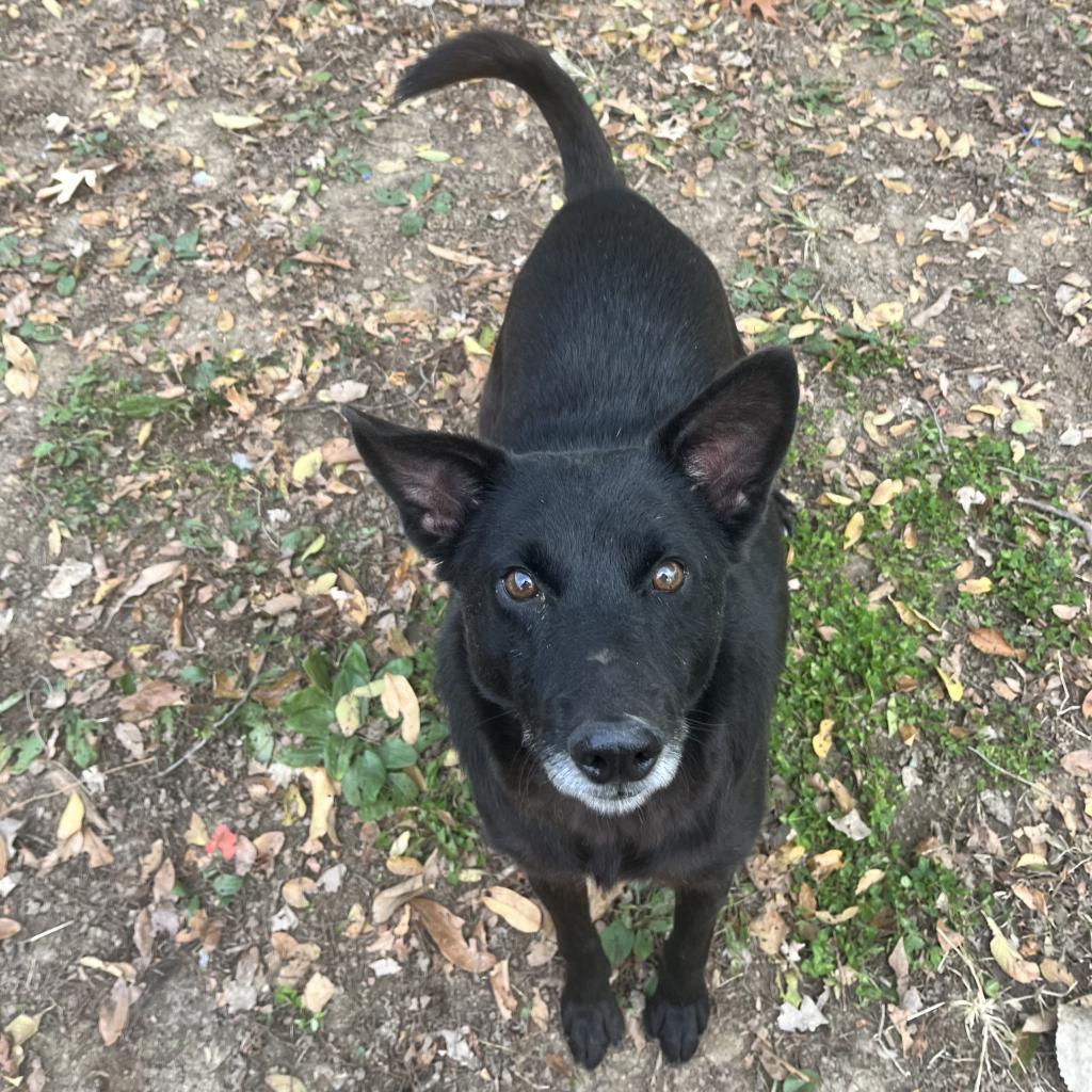 Howard, an adoptable Black Labrador Retriever, Schipperke in Kansas City, KS, 66104 | Photo Image 3