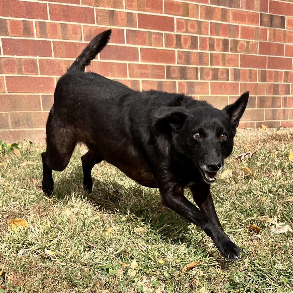 Howard, an adoptable Black Labrador Retriever, Schipperke in Kansas City, KS, 66104 | Photo Image 4