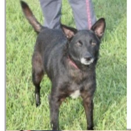 Howard, an adoptable Black Labrador Retriever, Schipperke in Kansas City, KS, 66104 | Photo Image 5