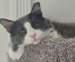 FELIX