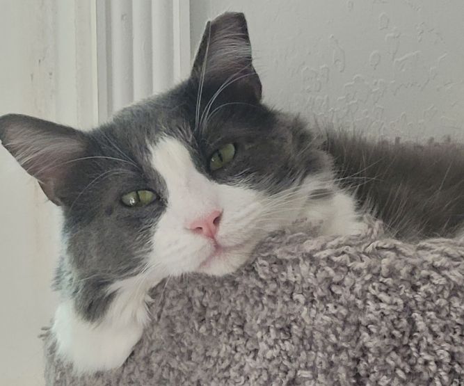 FELIX