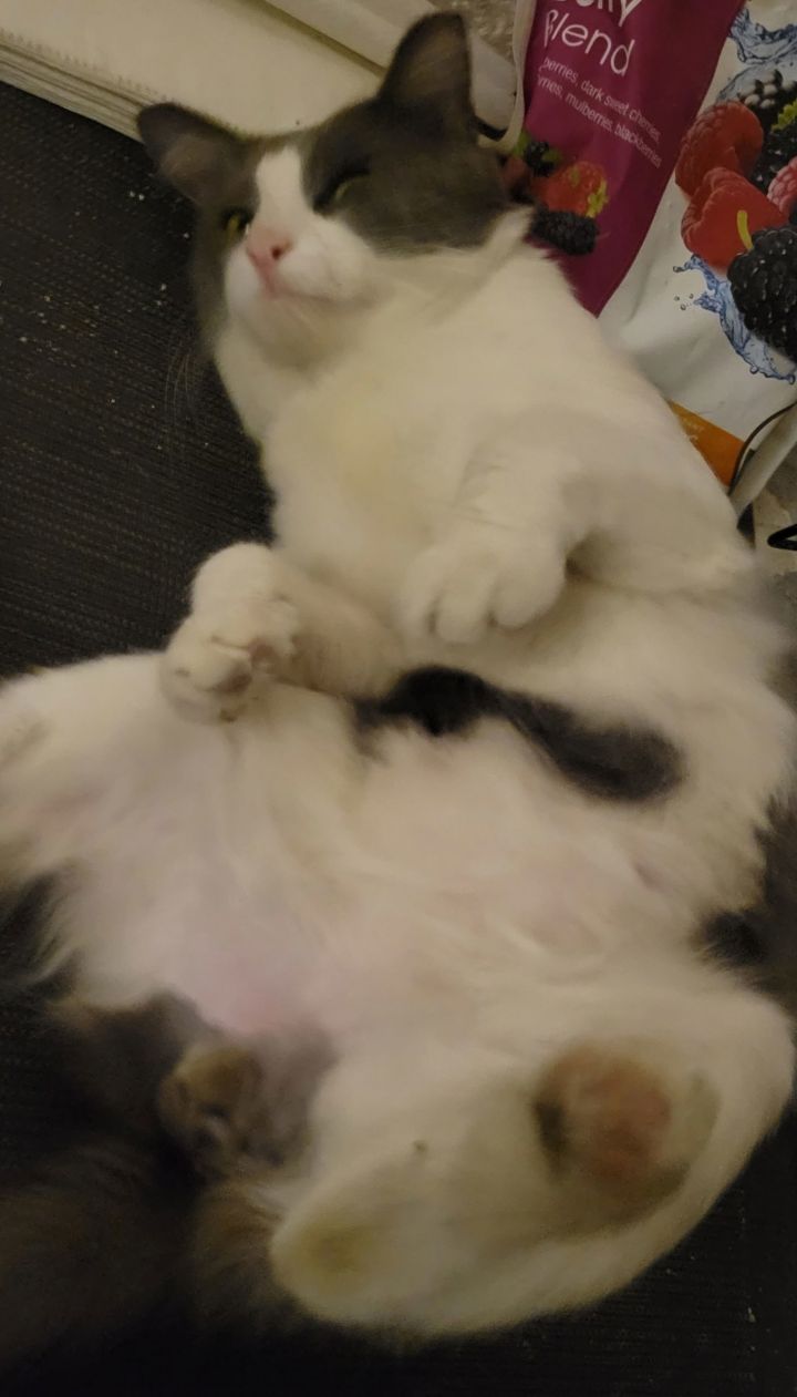 FELIX 2