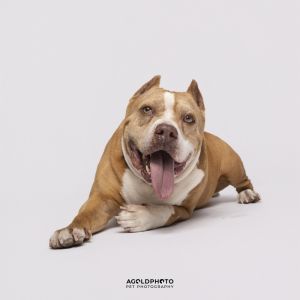 Rodog