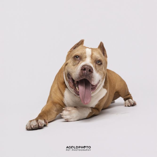 Rodog