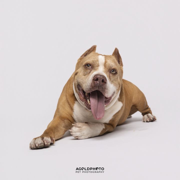Rodog 1