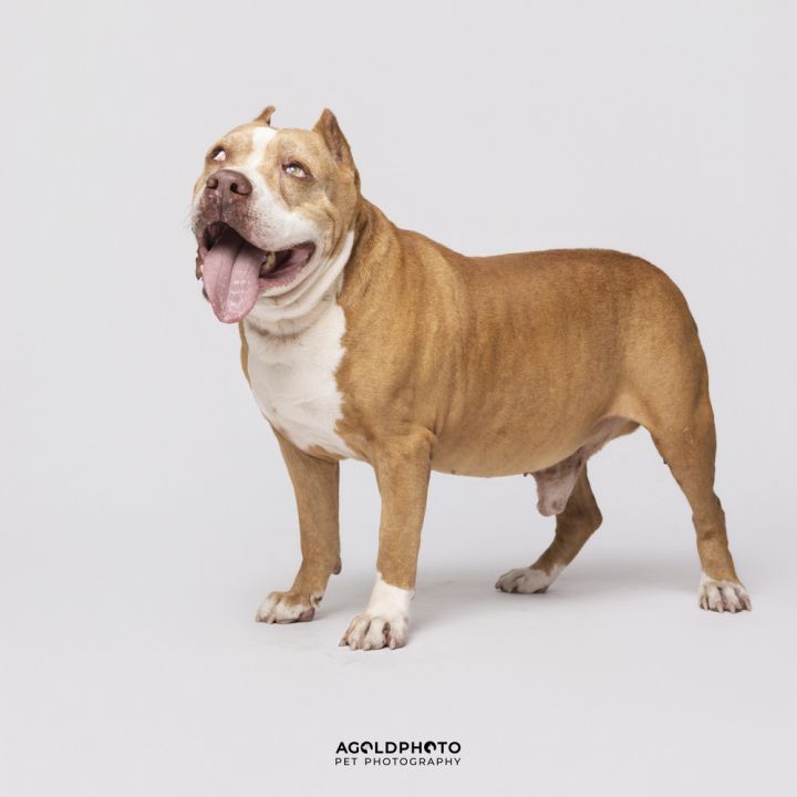 Rodog 3