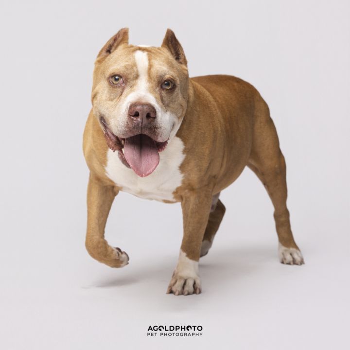 Rodog 4