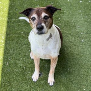Squeaker, Senior Male Mixed Breed