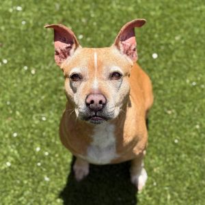 Bella 4969, Senior Female Mixed Breed
