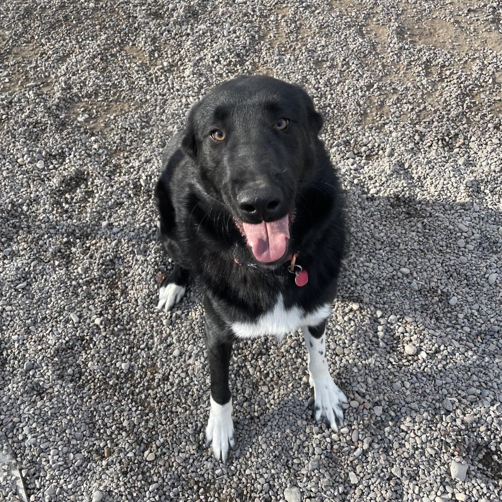 Vader, an adoptable Mixed Breed in Rexburg, ID, 83440 | Photo Image 1