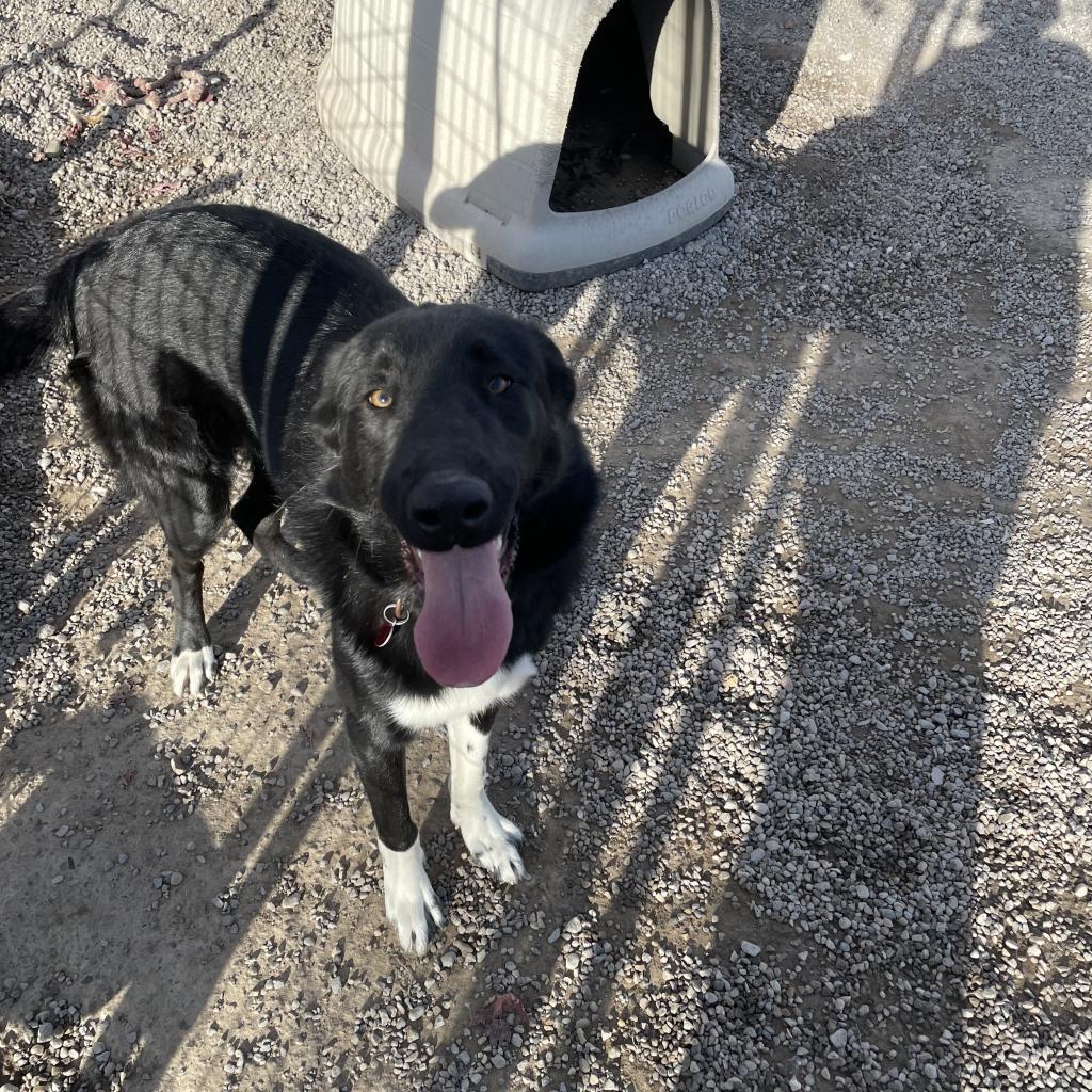 Vader, an adoptable Mixed Breed in Rexburg, ID, 83440 | Photo Image 2