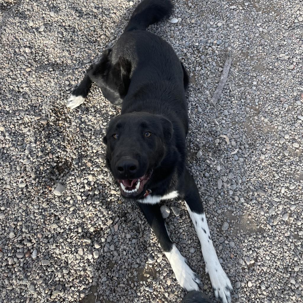 Vader, an adoptable Mixed Breed in Rexburg, ID, 83440 | Photo Image 3