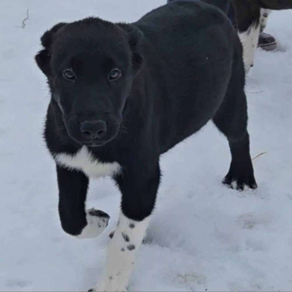 Vader, an adoptable Mixed Breed in Rexburg, ID, 83440 | Photo Image 4