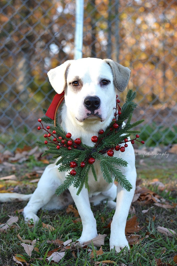 Nugget - Adoptable, an adoptable Labrador Retriever, Affenpinscher in Chickamauga , GA, 30707 | Photo Image 1