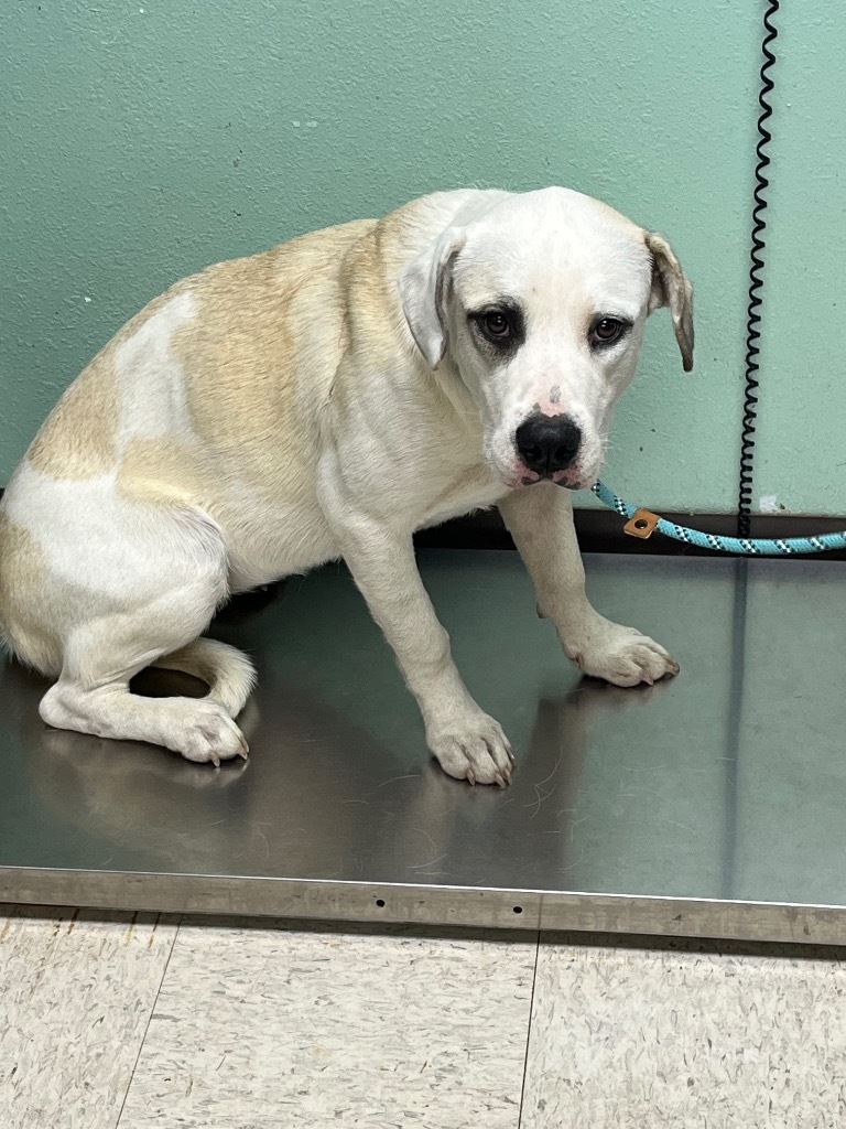 Nugget - Adoptable, an adoptable Labrador Retriever, Affenpinscher in Chickamauga , GA, 30707 | Photo Image 2