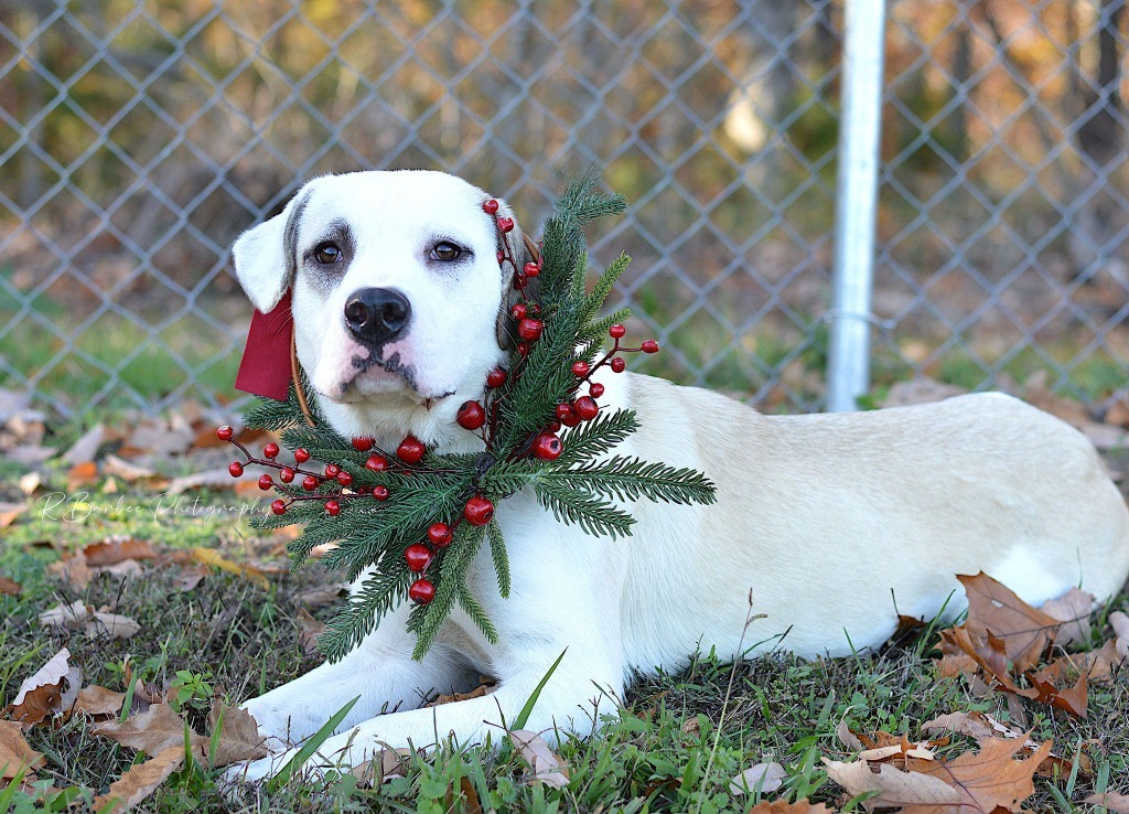 Nugget - Adoptable, an adoptable Labrador Retriever, Affenpinscher in Chickamauga , GA, 30707 | Photo Image 3