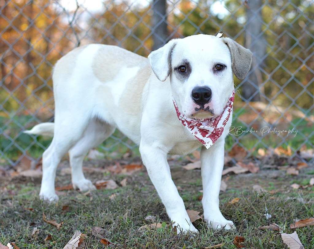 Nugget - Adoptable, an adoptable Labrador Retriever, Affenpinscher in Chickamauga , GA, 30707 | Photo Image 4