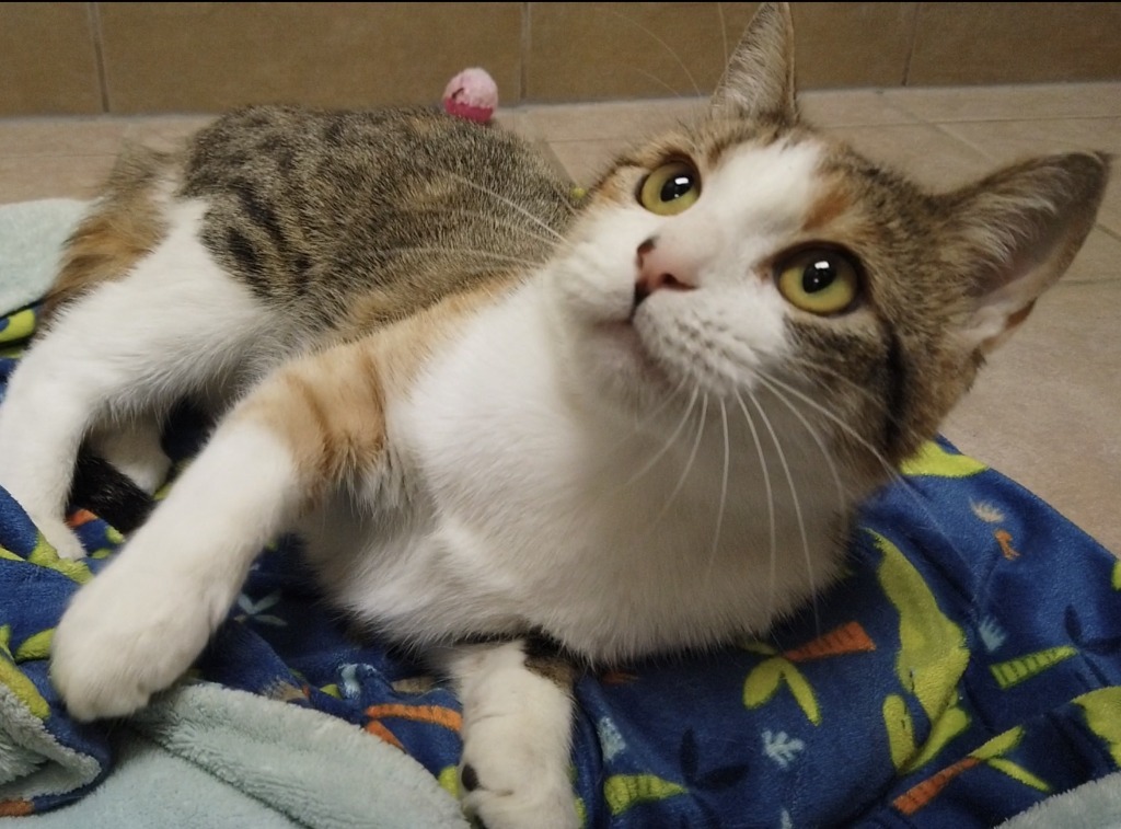 Katniss, an adoptable Domestic Short Hair in Midland, TX, 79707 | Photo Image 1