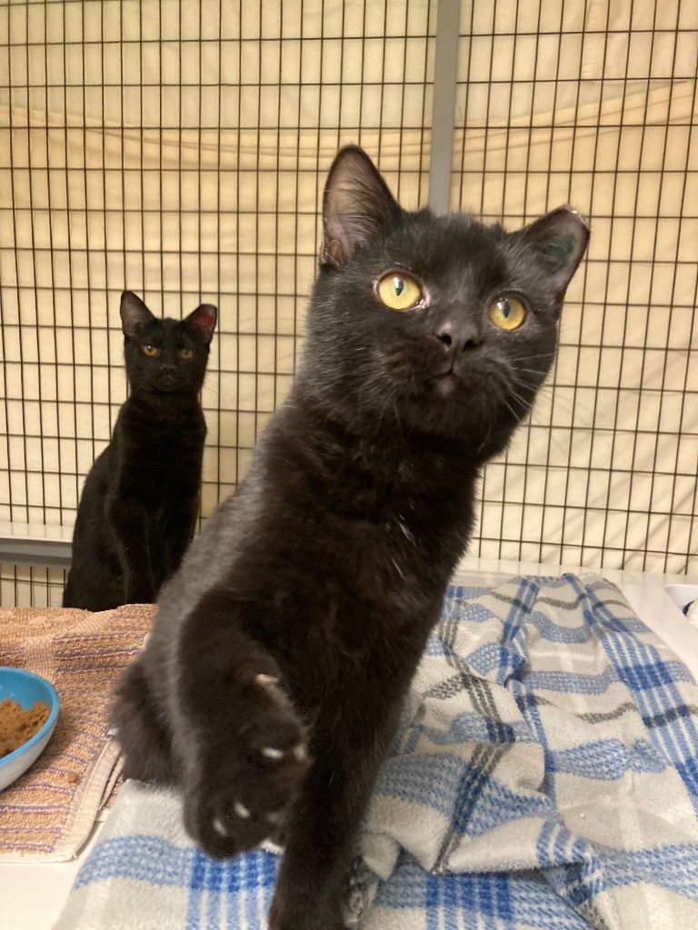 Equinox, an adoptable Domestic Short Hair in Grants Pass, OR, 97526 | Photo Image 1