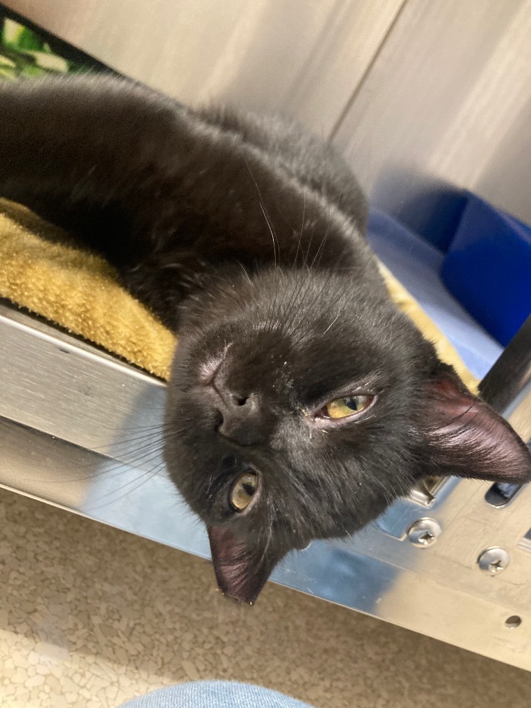 Equinox, an adoptable Domestic Short Hair in Grants Pass, OR, 97526 | Photo Image 2