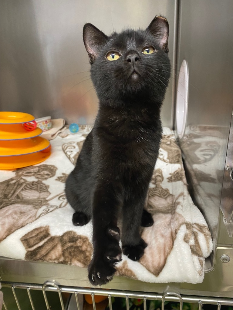 Equinox, an adoptable Domestic Short Hair in Grants Pass, OR, 97526 | Photo Image 3