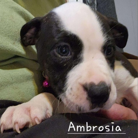 Ambrosia 3