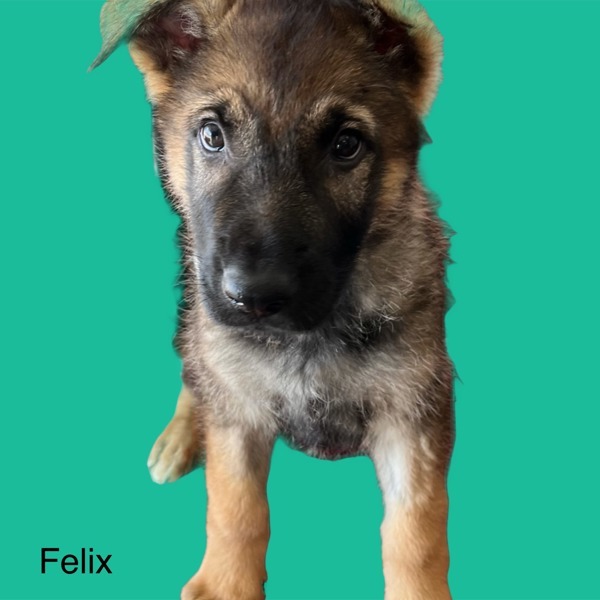 Dog for adoption Felix, a German Shepherd Dog Mix in Topeka, KS