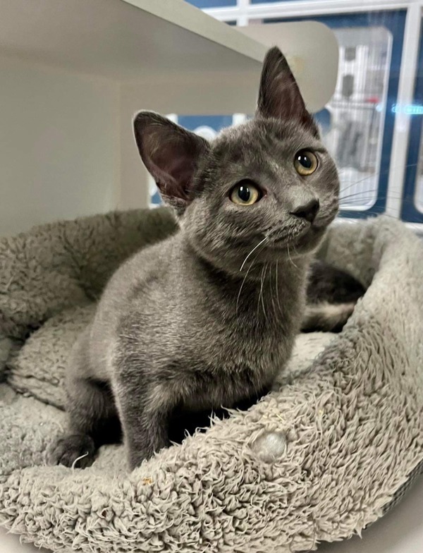 Cat for adoption Morticia, a Domestic Short Hair Mix in Topeka, KS