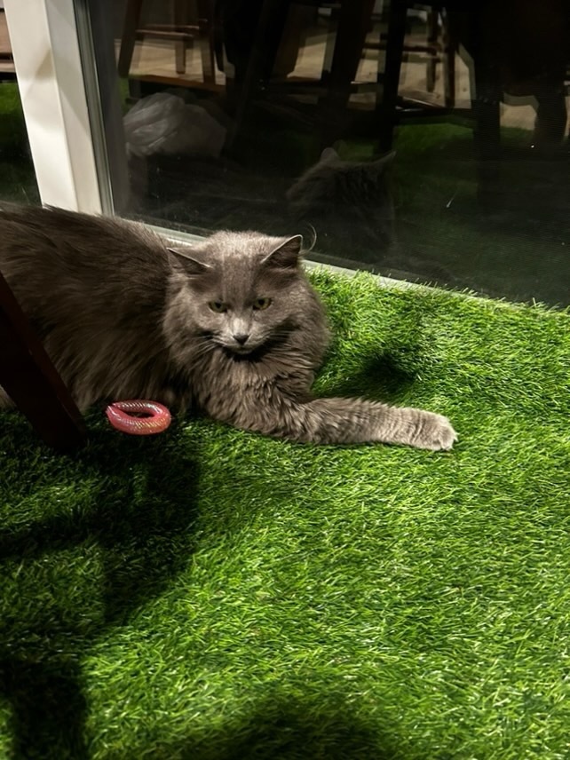 Phoenix, an adoptable Domestic Long Hair in Twin Falls, ID, 83301 | Photo Image 1