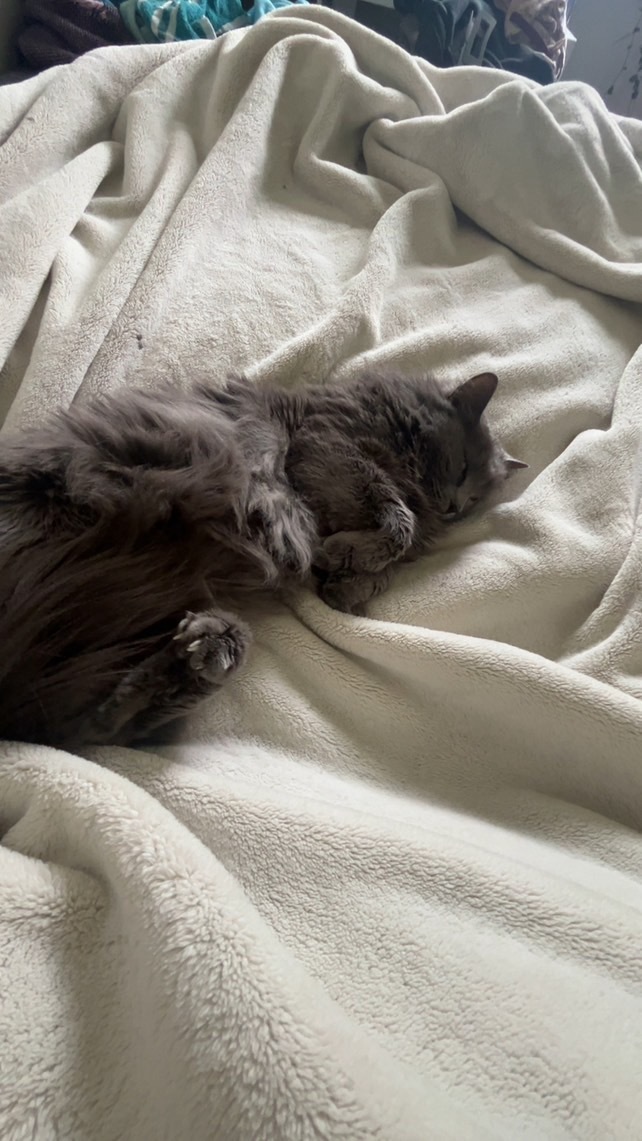 Phoenix, an adoptable Domestic Long Hair in Twin Falls, ID, 83301 | Photo Image 2