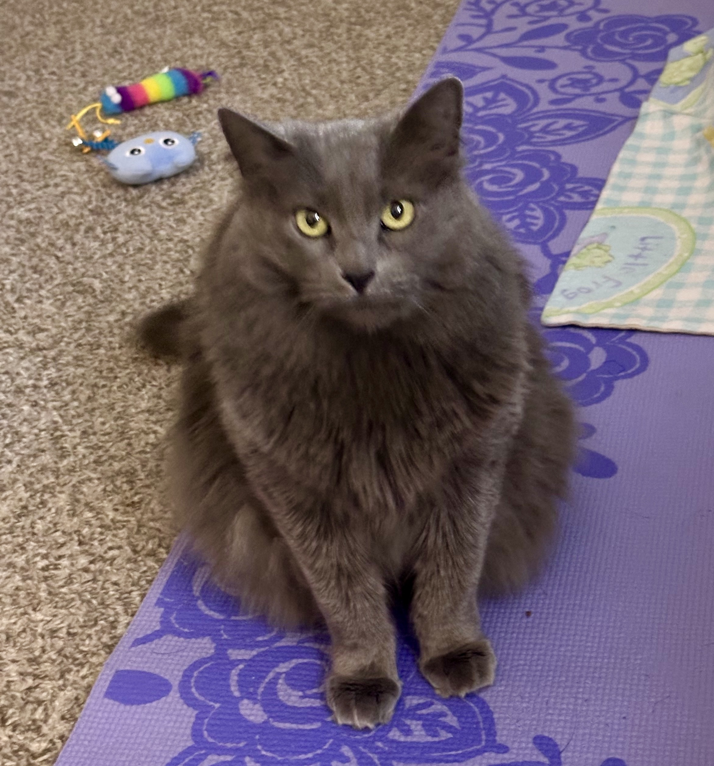 Phoenix, an adoptable Domestic Long Hair in Twin Falls, ID, 83301 | Photo Image 3