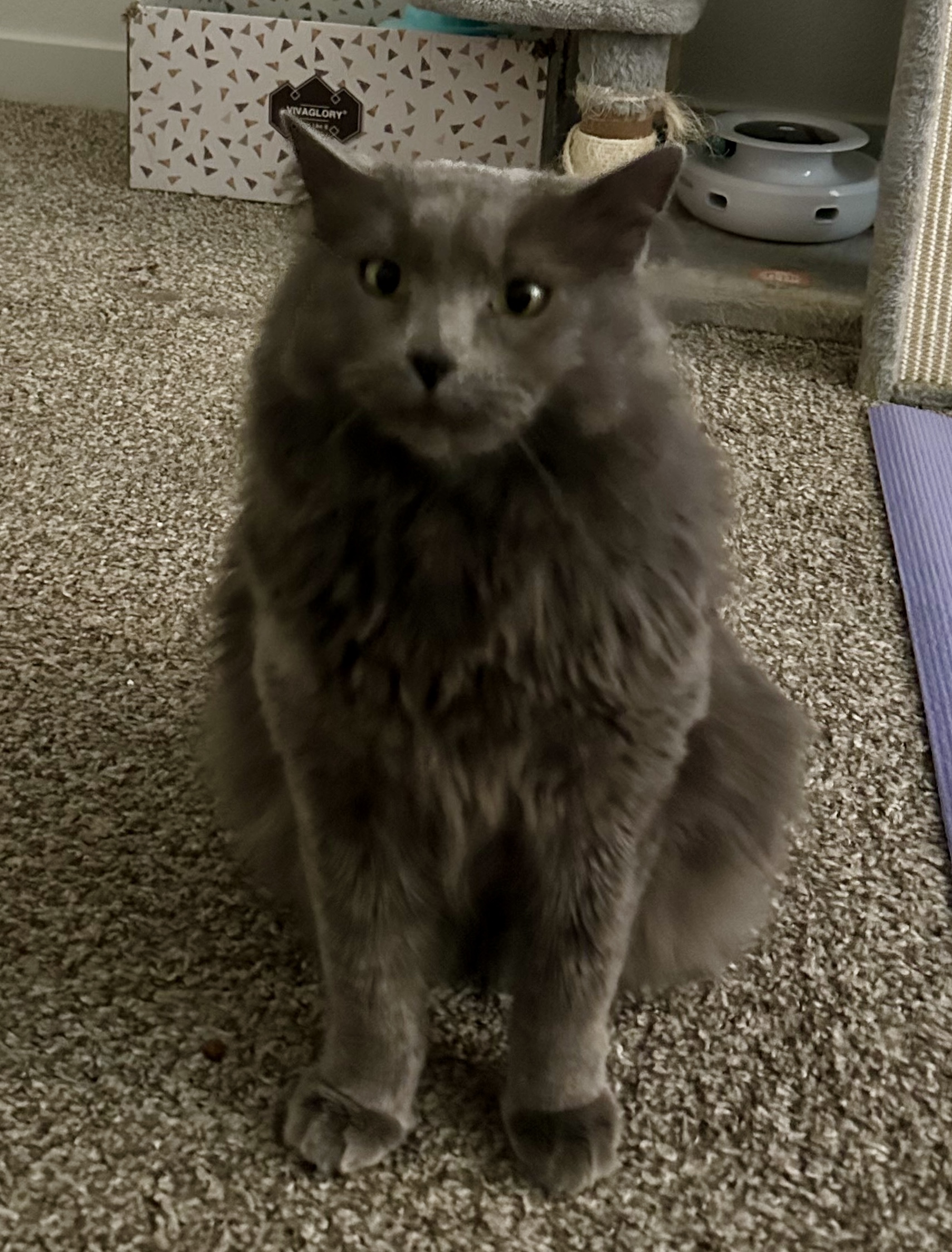 Phoenix, an adoptable Domestic Long Hair in Twin Falls, ID, 83301 | Photo Image 5