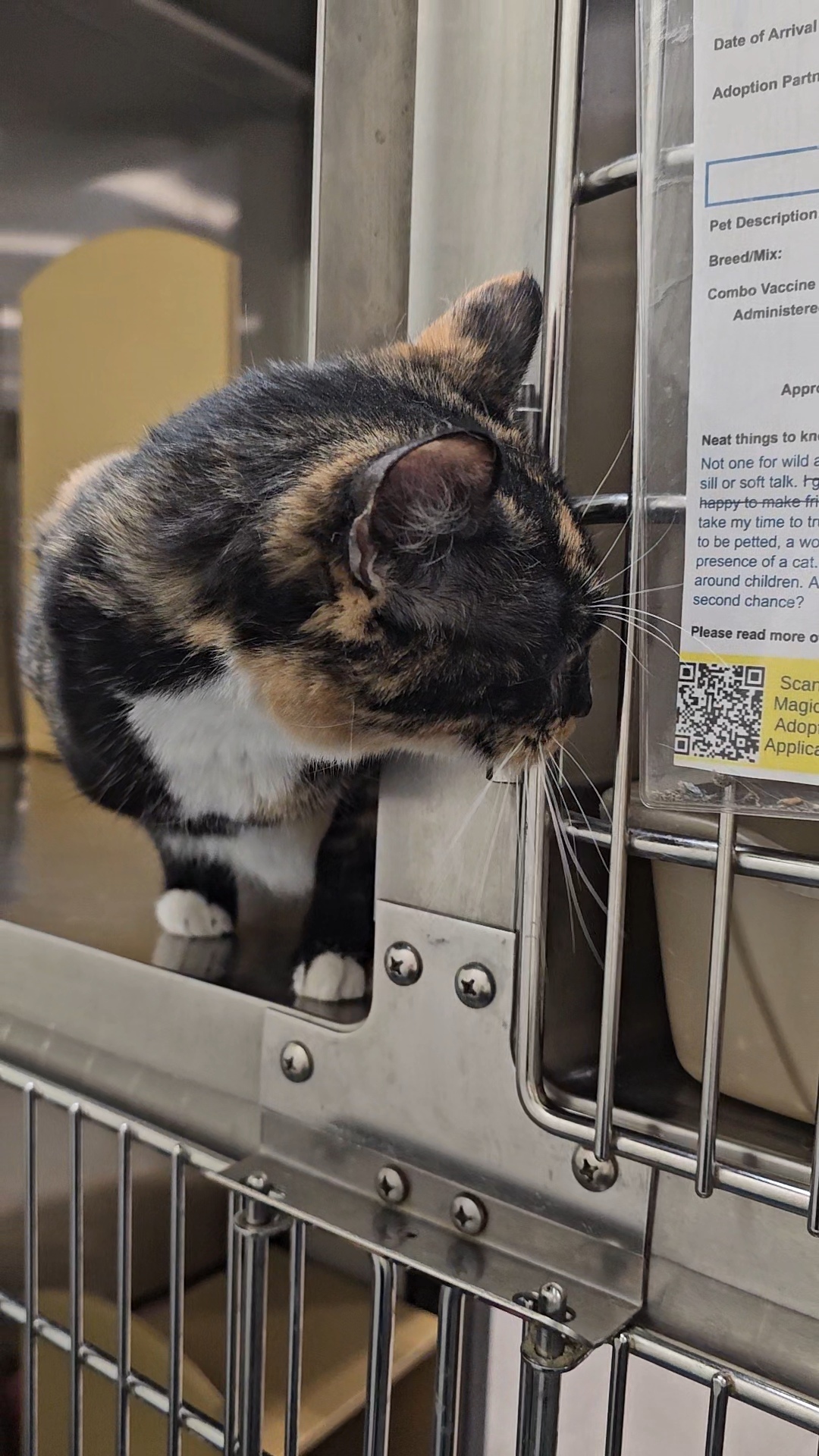 Bagel, an adoptable Domestic Short Hair in Twin Falls, ID, 83301 | Photo Image 4