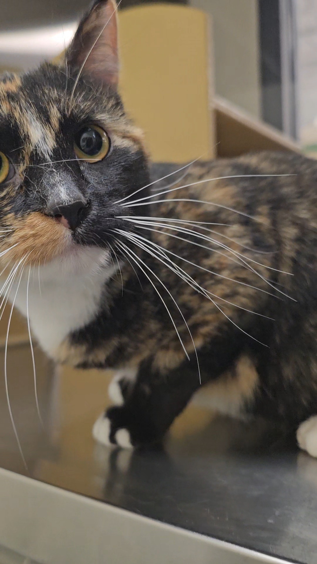 Bagel, an adoptable Domestic Short Hair in Twin Falls, ID, 83301 | Photo Image 5