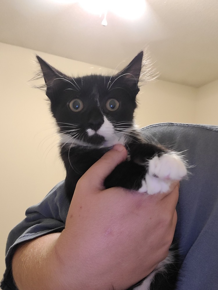 Twilight, an adoptable Domestic Medium Hair in Troy, AL, 36081 | Photo Image 1