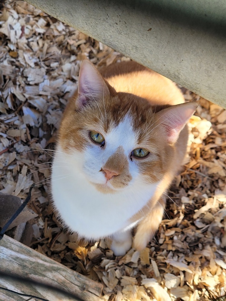 Titan, an adoptable Domestic Short Hair in Troy, AL, 36081 | Photo Image 1