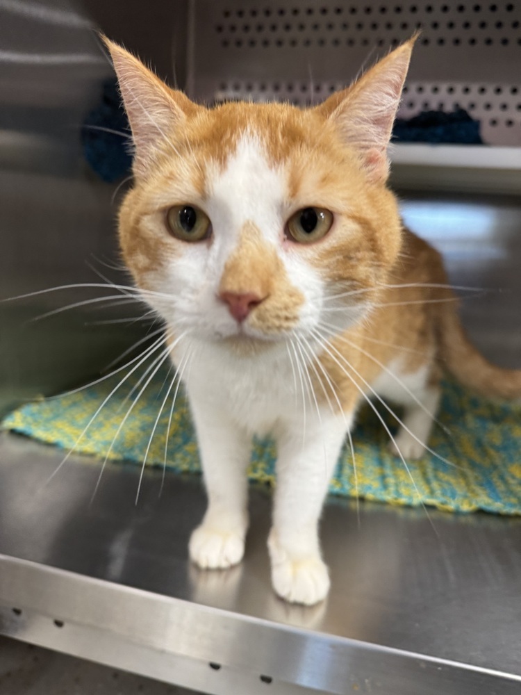 Titan, an adoptable Domestic Short Hair in Troy, AL, 36081 | Photo Image 2